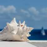 white seashell on white sand during daytime