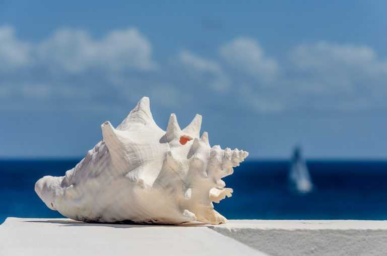 white seashell on white sand during daytime